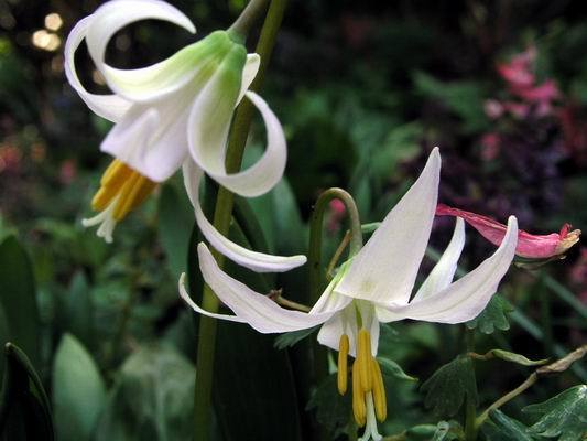 Erythronium revolutum ‘White Beauty’