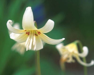 Erythronium revolutum ‘White Beauty’