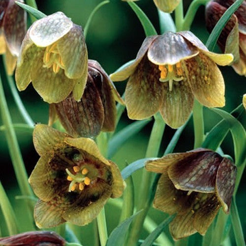 Fritillaria davisii