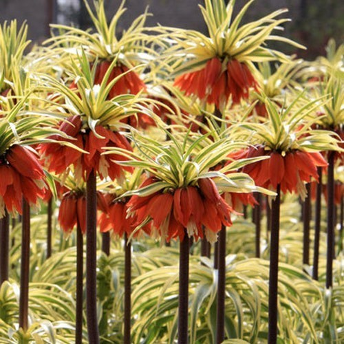 Fritillaria imperialis 'Argenteovariegata' / 'Aureavariegata'