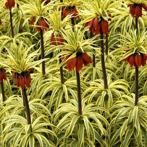 Fritillaria imperialis 'Argenteovariegata' / 'Aureavariegata'