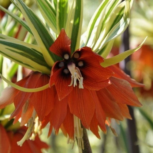 Fritillaria imperialis 'Argenteovariegata' / 'Aureavariegata'