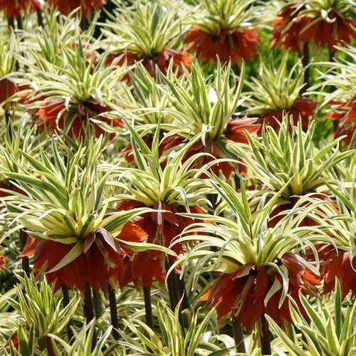 Fritillaria imperialis 'Argenteovariegata' / 'Aureavariegata'