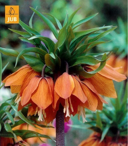 Fritillaria imperialis ‘Aurora''’