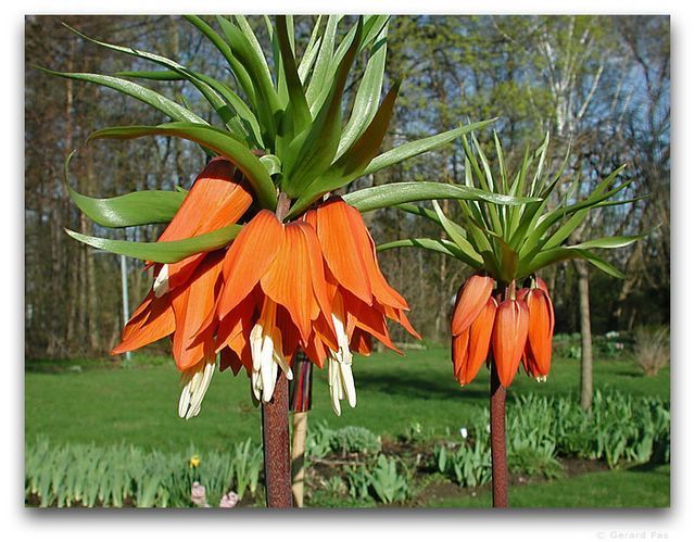 Fritillaria imperialis ‘Aurora''’