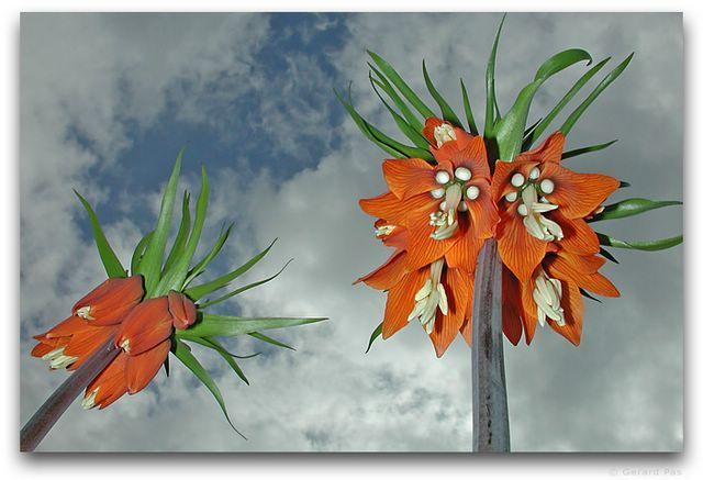 Fritillaria imperialis ‘Aurora''’