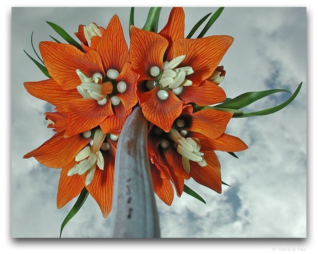 Fritillaria imperialis ‘Aurora''’