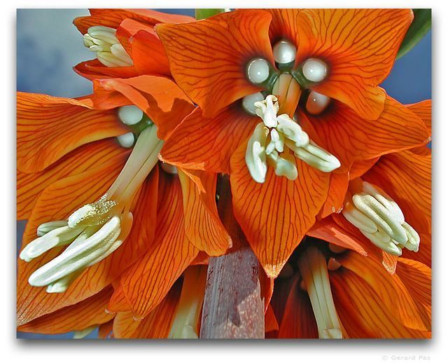Fritillaria imperialis ‘Aurora''’