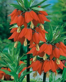 Fritillaria imperialis ‘Kroon Op Kroon’ / 'Prolifera'