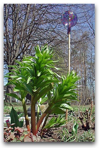 Fritillaria imperialis ‘Kroon Op Kroon’ / 'Prolifera'