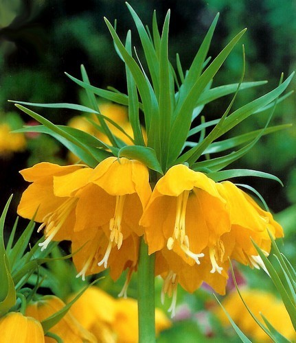 Fritillaria imperialis ‘Lutea''’