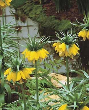 Fritillaria imperialis ‘Lutea''’
