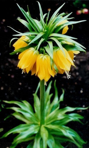 Fritillaria imperialis ‘Lutea''’