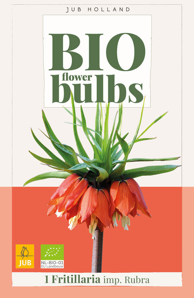 Fritillaria imperialis 'Rubra'