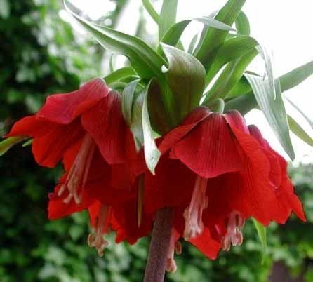 Fritillaria imperialis 'Rubra Maxima'
