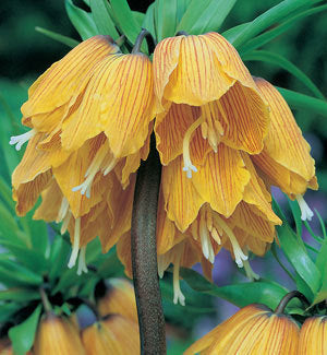 Fritillaria imperialis 'Striped Beauty'