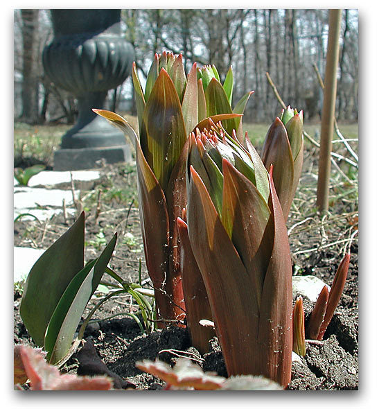 Fritillaria imperialis 'Striped Beauty'