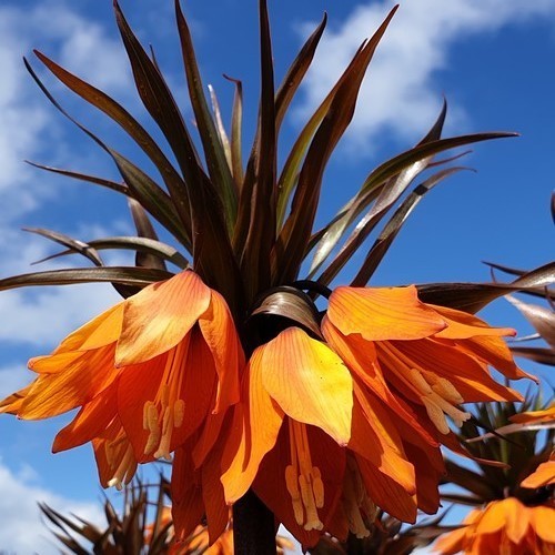 Fritillaria imperialis 'Sunset'