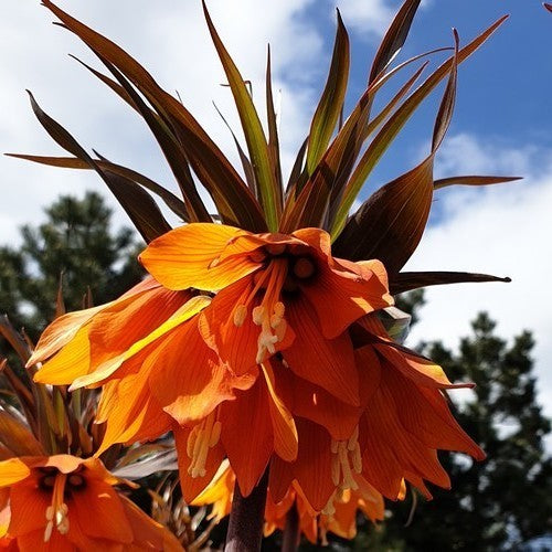 Fritillaria imperialis 'Sunset'