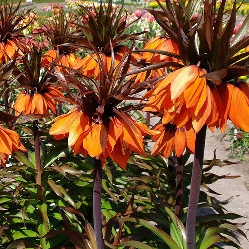 Fritillaria imperialis 'Sunset'