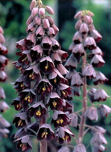 Fritillaria persica