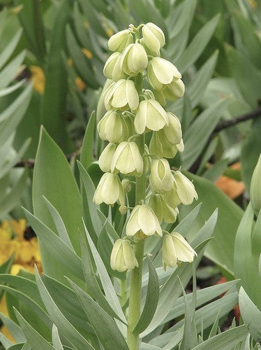 Fritillaria persica 'Alba'