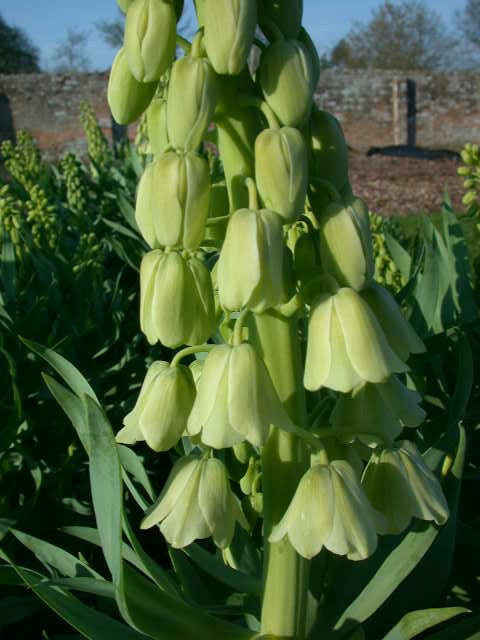 Fritillaria persica 'Alba'