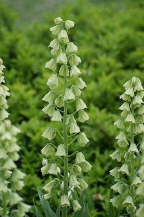 Fritillaria persica 'Alba'