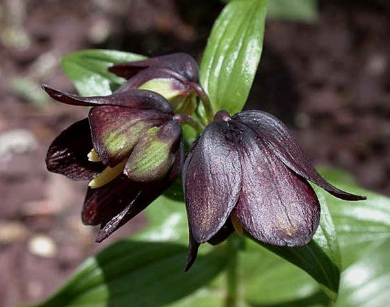 Fritillaria camschatcensis