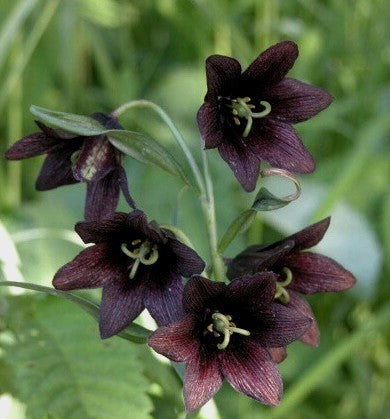 Fritillaria camschatcensis