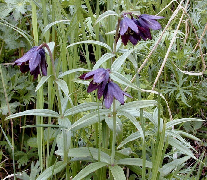 Fritillaria camschatcensis