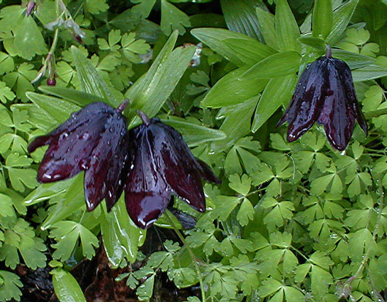 Fritillaria camschatcensis