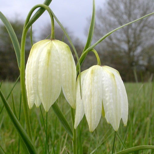 Fritillaria meleagris 'Alba'