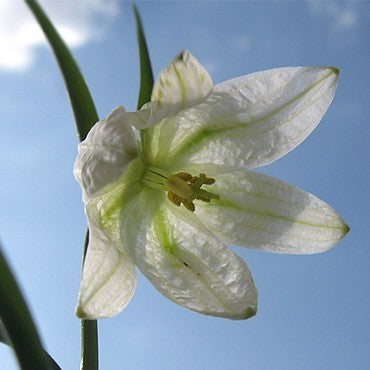 Fritillaria meleagris 'Alba'