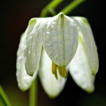 Fritillaria meleagris 'Alba'