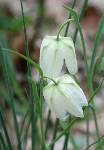 Fritillaria meleagris 'Alba'