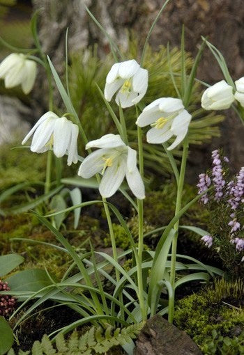 Fritillaria meleagris 'Alba'