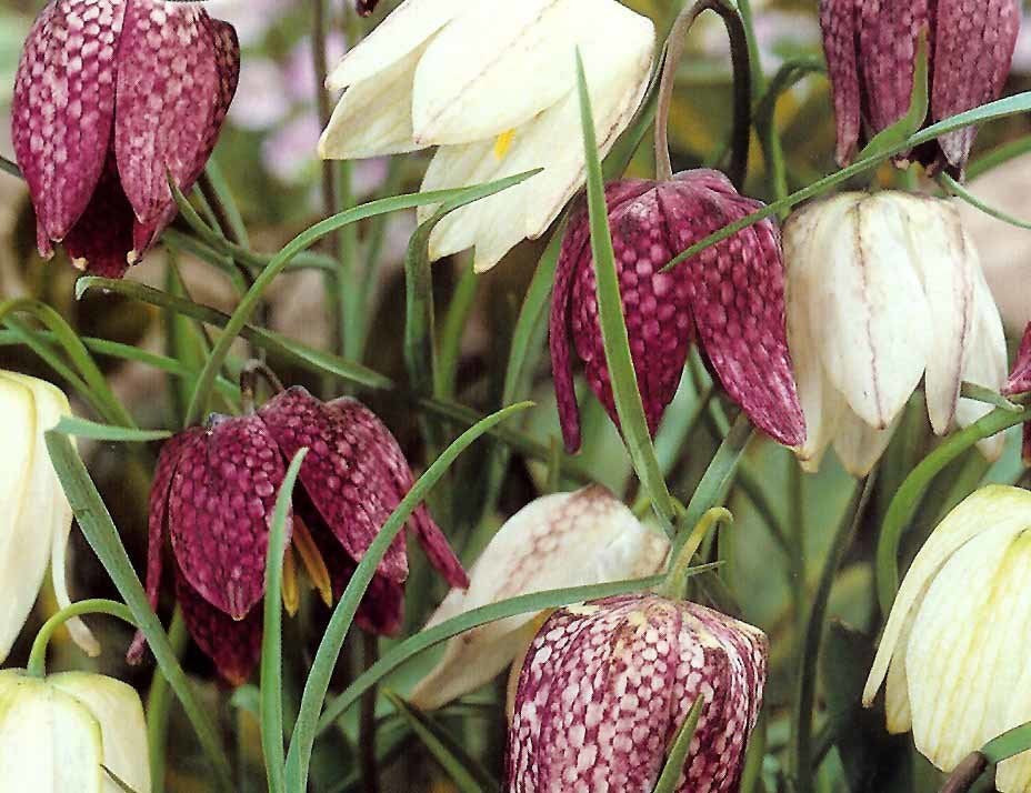 Fritillaria meleagris 'Mixed'