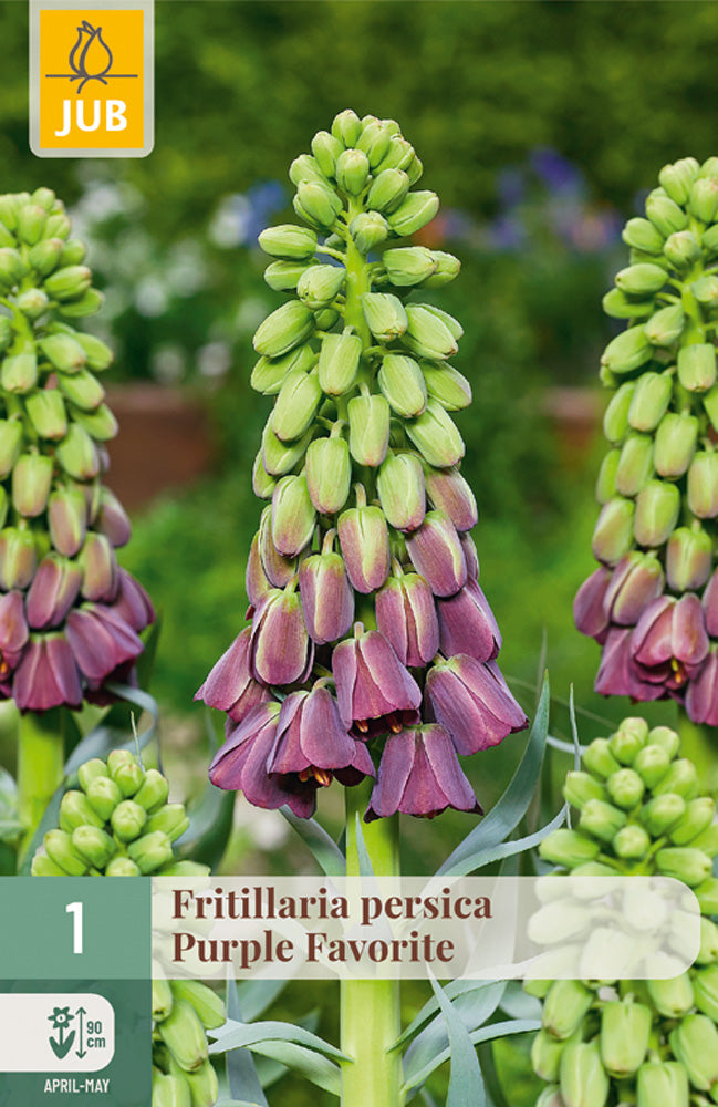 Fritillaria persica 'Purple Favorite'