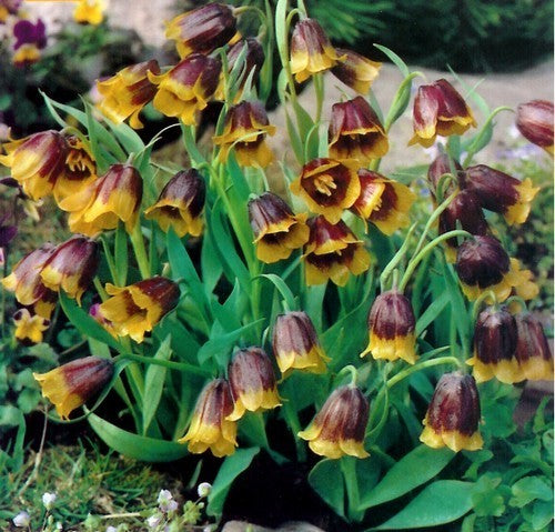 Fritillaria michailovskyi