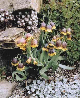 Fritillaria michailovskyi