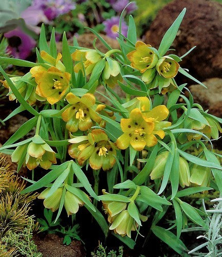 Fritillaria pontica