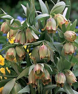Fritillaria pontica