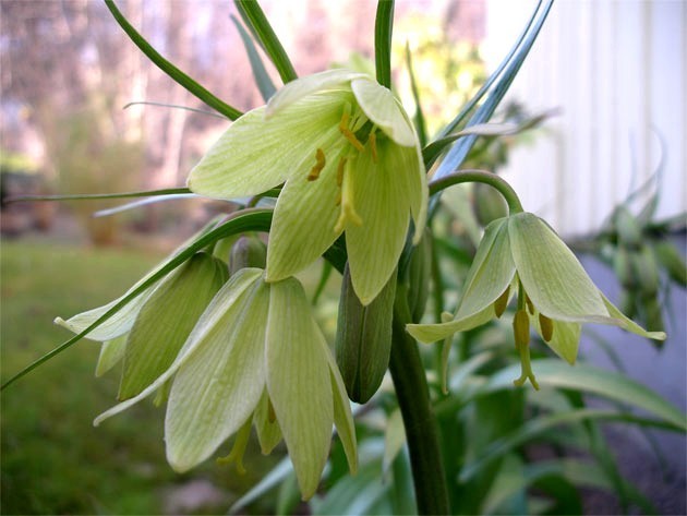 Fritillaria raddeana