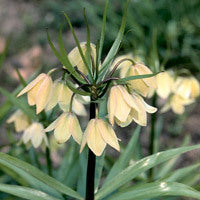 Fritillaria raddeana