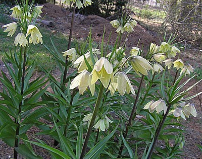 Fritillaria raddeana