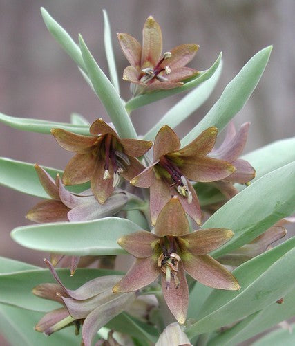 Fritillaria sewerzowii