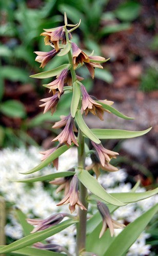 Fritillaria sewerzowii