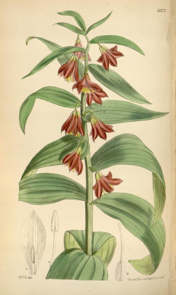 Fritillaria sewerzowii