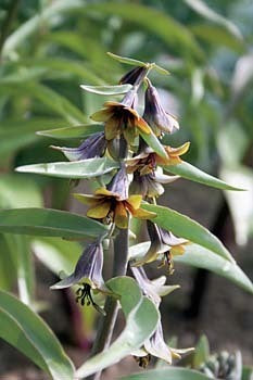Fritillaria sewerzowii